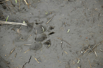 trace of a dog in mud