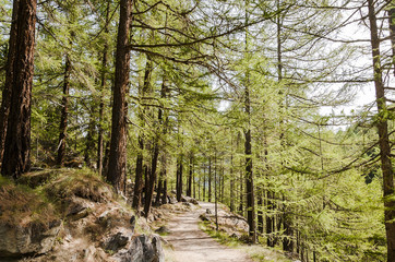 Zermatt, Zmutt, Furi, Wanderweg, Waldweg, Lärchenwald, Naturweg, Zmuttbach, Wallis, Alpen,...