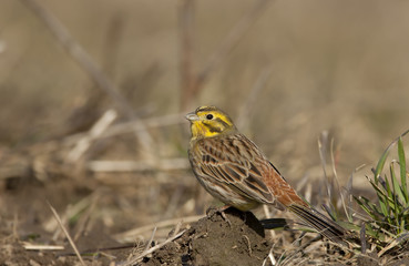 Yellowhammer