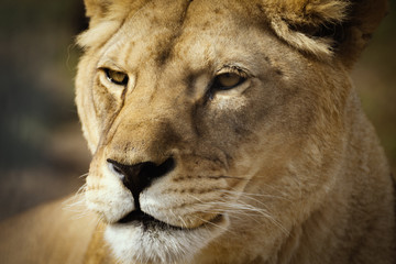 Face african wild lion
