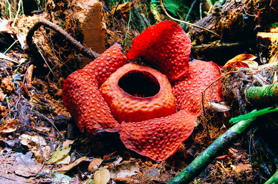 Rafflesia the biggest flower in the world. This species located in Ranau Sabah Borneo. Malaysia