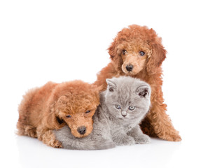 Kitten and two puppies. isolated on white background