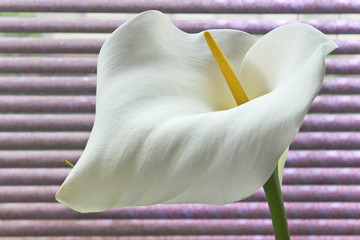 Calla lily flower (Zantedeschia) on purple background