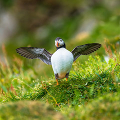 North Atlantic ocean puffins at Faroe island Mykines, late summer
