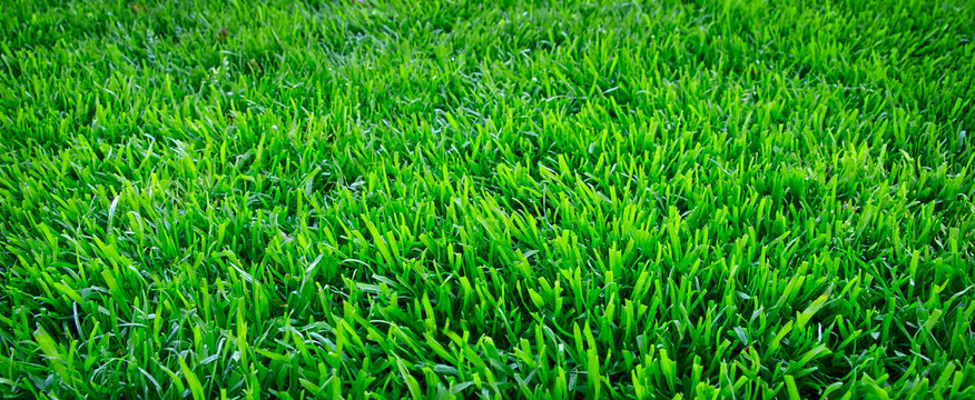 Englisch Rasen Images Browse 260 Stock Photos, Vectors, and Video