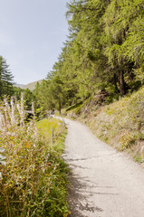 Zermatt, Furi, Zmutt, Wanderweg, Lärchenwald, zum See, Blatten, Lärchenwald, Wallis, Alpen, Schweizer Berge, Sommer, Schweiz