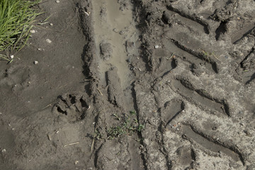 trace of a dog in mud