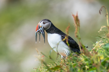 North Atlantic ocean puffins at Faroe island Mykines, late summer