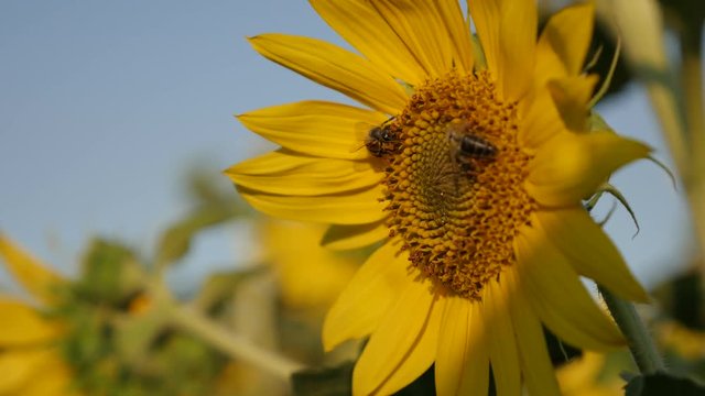 Insect resting on Helianthus footage - Close-up of bee over sunflower plant  video