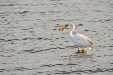 Great White Egret Eating Flounder in the Bay at Sunrise on a Summer Morning