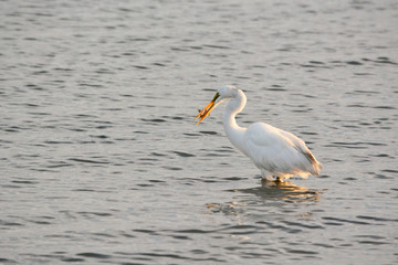 Great White Egret Eating Flounder in the Bay at Sunrise on a Summer Morning