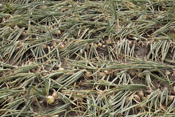 Onion field  in an agriculture landscape