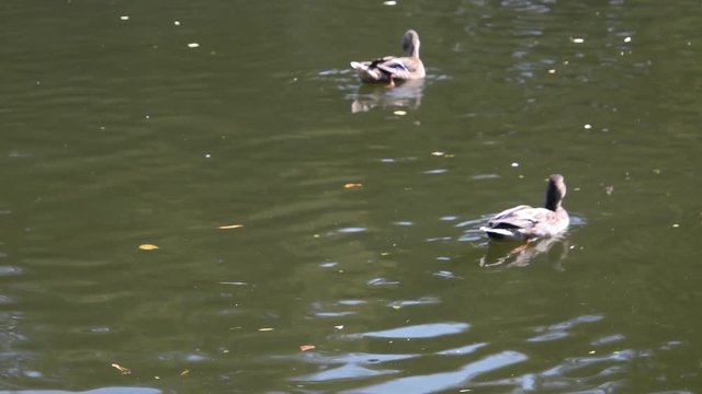 Feeding  swimming  ducks on a lake in a city park