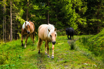Naklejka na ściany i meble Wild horses in forest of Austria