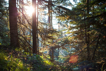 Coniferous forest at dawn