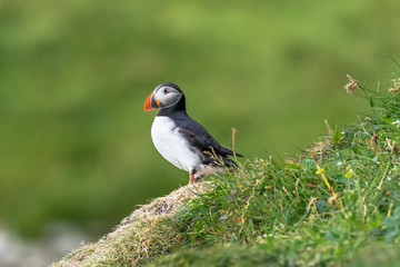 North Atlantic ocean puffins at Faroe island Mykines, late summer