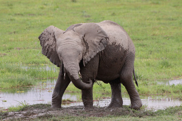 Afrikanischer Elefant im Sumpfgebiet des Amboseli Nationalpark, Kenia, Ostafrika
