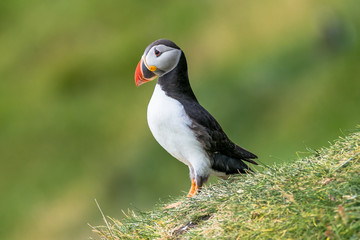 North Atlantic ocean puffins at Faroe island Mykines, late summer