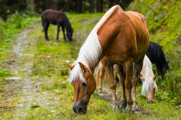 Naklejka na ściany i meble Wild horses in forest of Austria