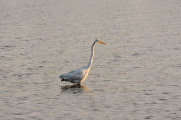 Great White Egret Bird Searches the Bay for Breakfast at Sunrise on a Summer Morning