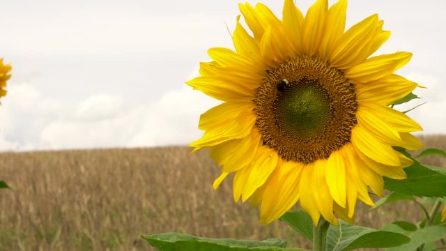 4K video clip of a bee collecting pollen on a sunflower