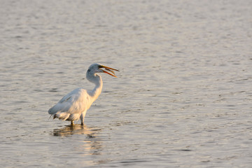 Great White Egret Bird Enjoys a Breakfast of Flounder at Sunrise in the Bay