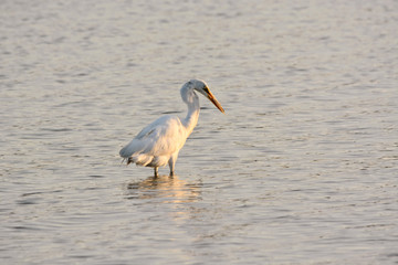 Great White Egret Bird Searches the Bay for Breakfast at Sunrise on a Summer Morning