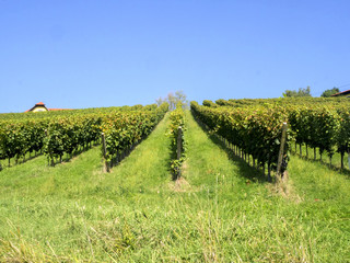 Fototapeta na wymiar beautiful vineyards before harvesting in Lower Austria