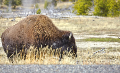 American bison by a road in Yellowstone National Park, Wyoming, USA.