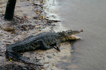Nile crocodile Crocodylus niloticus in the water, close-up detail of the crocodile with open eyes. Crocodile head close up in nature of Borneo
