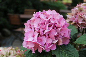 Hortensienblüten am Biergarten