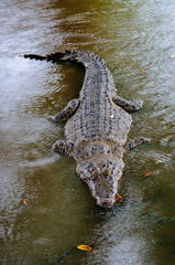 Obraz premium Nile crocodile Crocodylus niloticus in the water, close-up detail of the crocodile with open eyes. Crocodile head close up in nature of Borneo