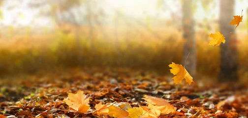 Photo sur Plexiglas Automne Beau paysage d& 39 automne avec des arbres jaunes et du soleil. Feuillage coloré dans le parc. La chute des feuilles de fond naturel