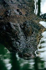 Nile crocodile Crocodylus niloticus in the water, close-up detail of the crocodile head with open eyes. Crocodile head close up in nature of Borneo