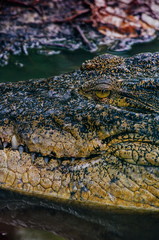 Obraz premium Nile crocodile Crocodylus niloticus, close-up detail of teeth of the crocodile with open eye. Crocodile head close up in nature of Borneo