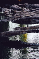 Nile crocodiles Crocodylus niloticus in the water, close-up detail of the crocodiles. Crocodiles close up in nature of Borneo