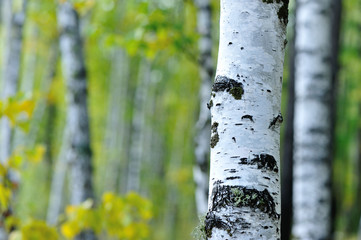Fototapeta premium white birch trees in the autumn forest