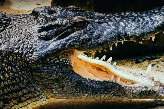 Nile crocodile Crocodylus niloticus in the water, close-up detail of the crocodile head with open mouth and eyes. Crocodile head close up in nature of Borneo