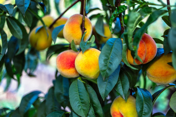 Beautiful ripe peaches on a tree