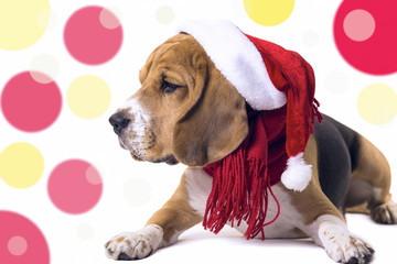 dog beagle in the cap of Santa Claus