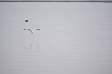 Great White Heron Takes Morning Flight Over the Bay