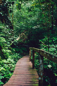 Fototapeta Wooden plank bridge observatory of forest in rain forest of Borneo Malaysia