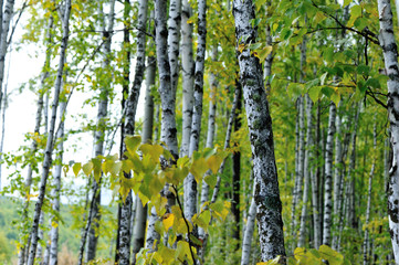 Fototapeta premium white birch trees in the autumn forest