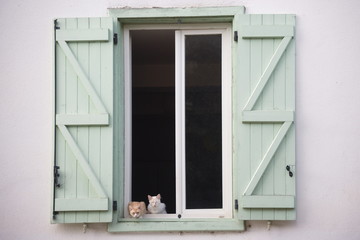 Fototapeta premium gatti alla finestra