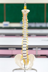 Fototapeta premium The vertebral column, also known as the backbone or spine, is part of the axial skeleton for classroom education.
