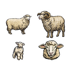 vector sketch cartoon style sheep, horned ram lamb and sheep head set. Isolated illustration on a white background. Hand drawn animal without horns. Cattle, farm cloven-hoofed livestock animal