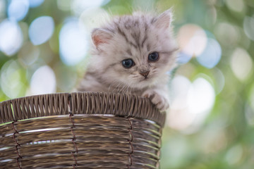 Cute kitten in basket