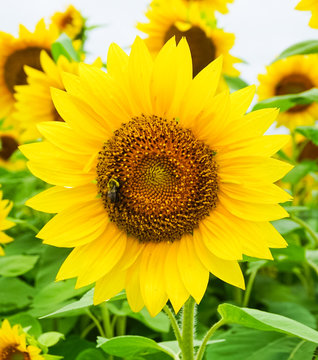  A Golden Yellow Sunflower blooming with a Honey Bee