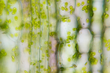 Cell structure Hydrilla, view of the leaf surface showing plant cells under the  microscope for...
