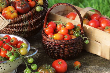 Obraz na płótnie Canvas Heirloom variety tomatoes in baskets on rustic table. Colorful tomato - red,yellow , orange. Harvest vegetable cooking conception. Full baskets of tometoes in green background